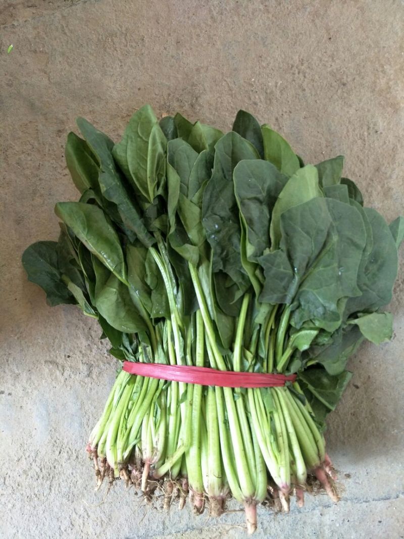 名门菠菜25~30厘米
