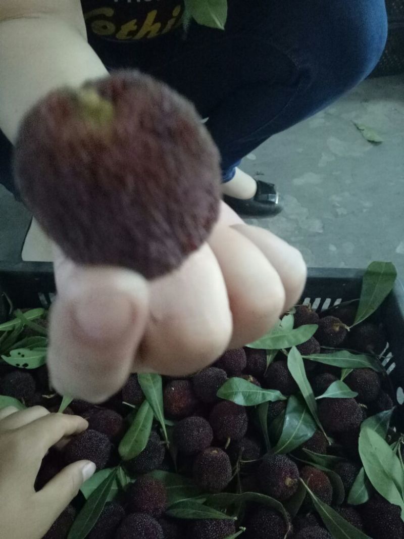 杨梅1.5~2cm