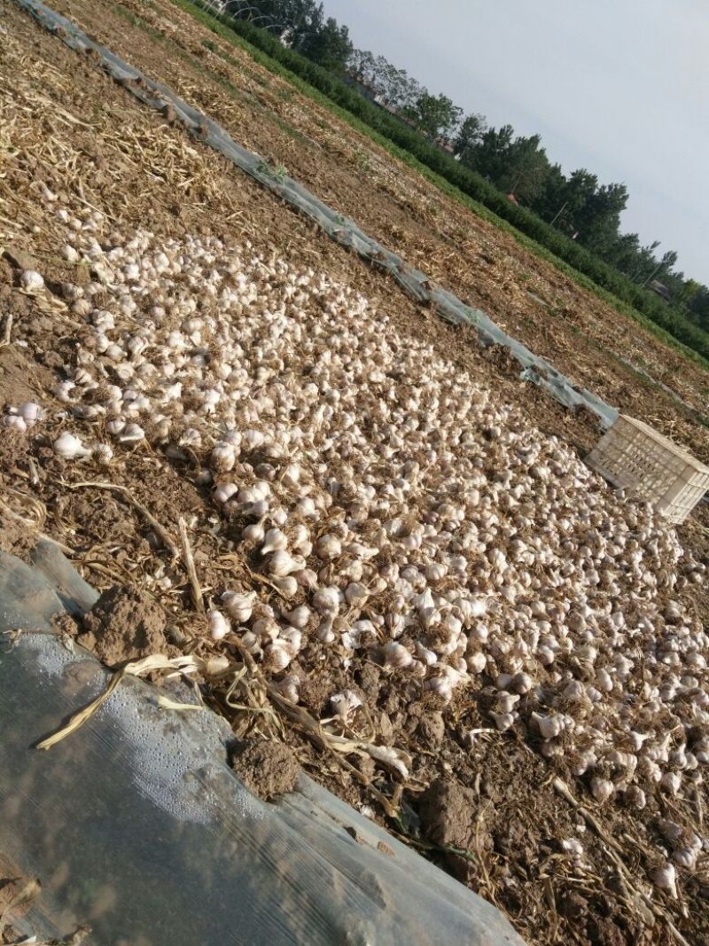 紫皮蒜混级统货干蒜