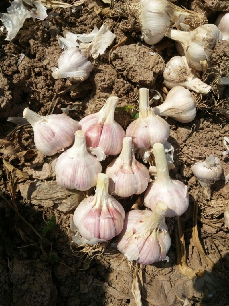 紫皮蒜混级统货干蒜