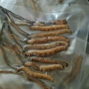 冬虫夏草散装