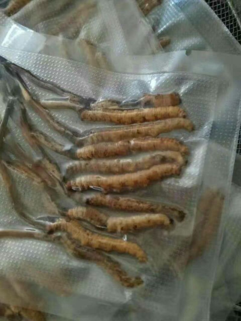 冬虫夏草散装