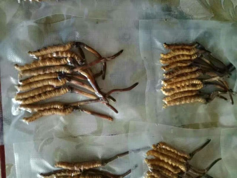 冬虫夏草散装
