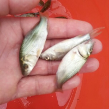 鲤鱼鱼苗2两