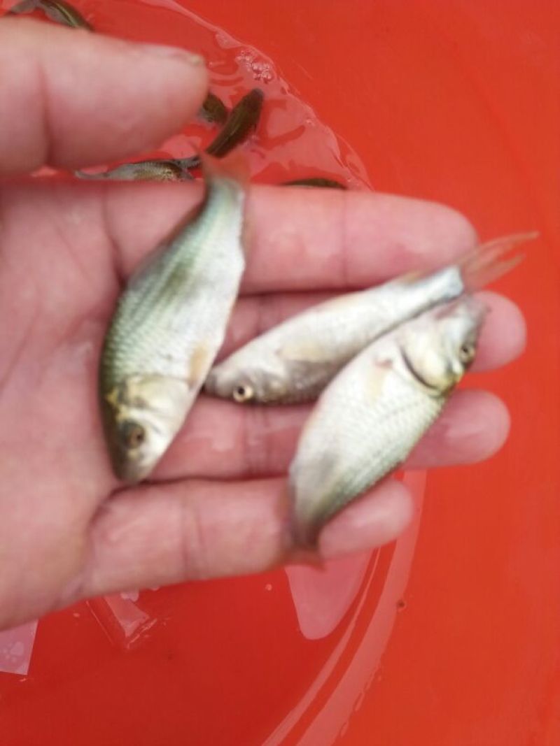 鲤鱼鱼苗2两