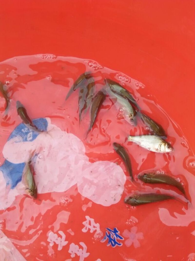 鲤鱼鱼苗2两