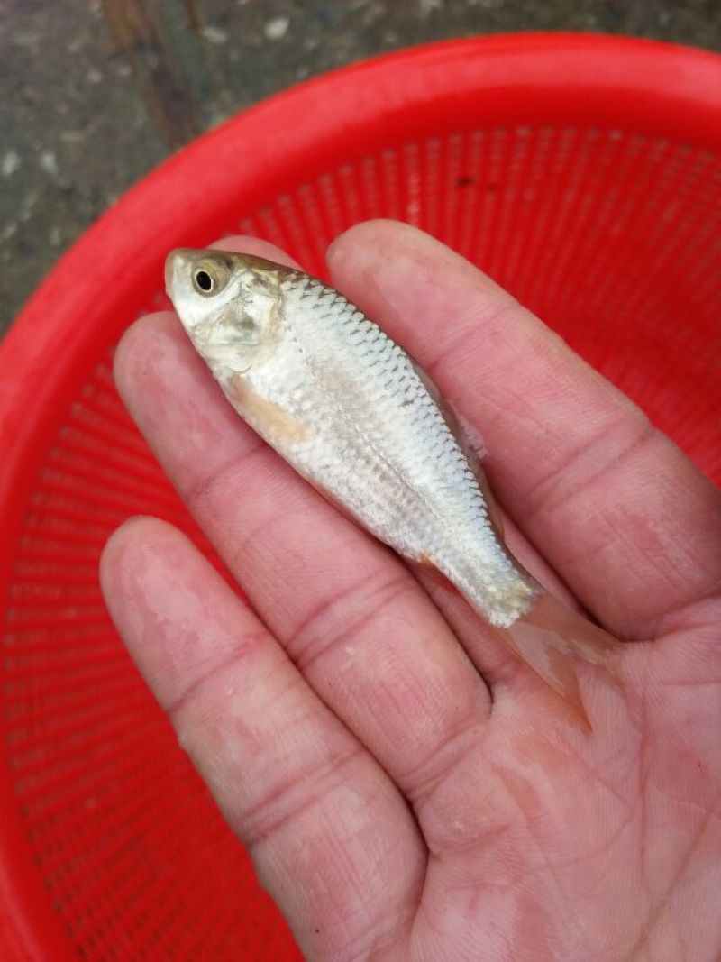 鲤鱼鱼苗2两