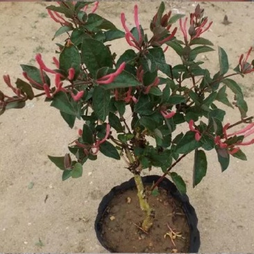 金银花树苗