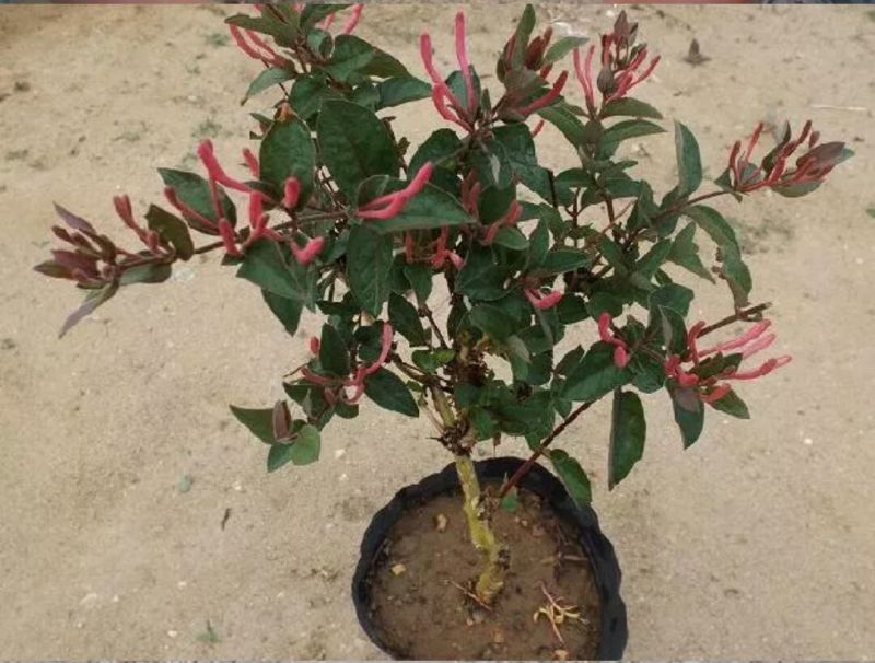 金银花树苗