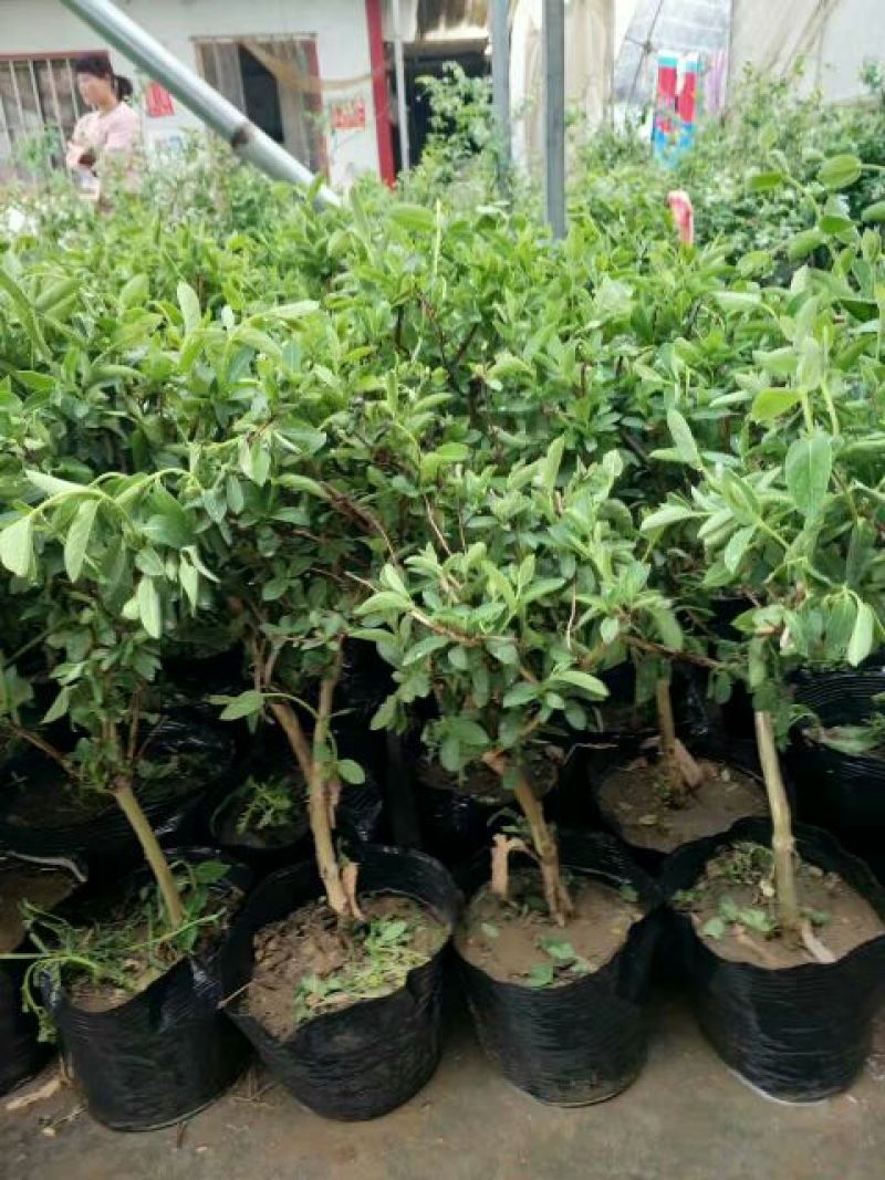 金银花树苗