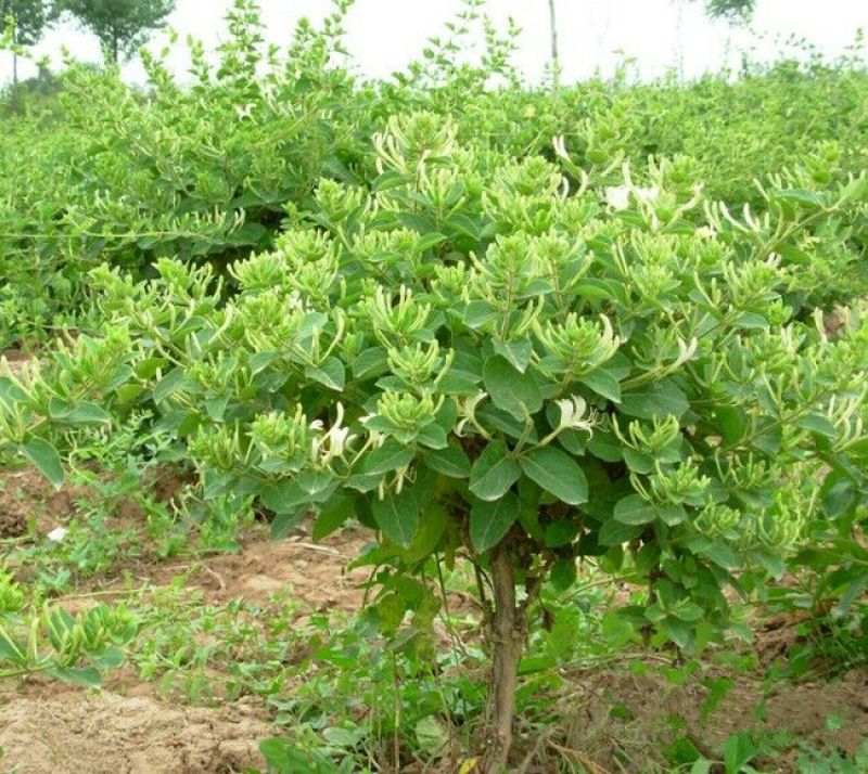 金银花树苗