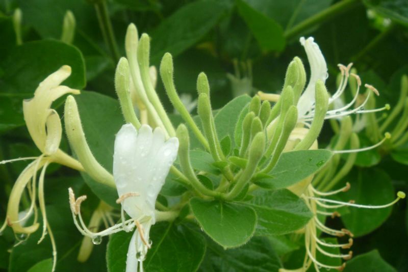 金银花树苗