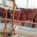 秦川牛犊100~200kg
