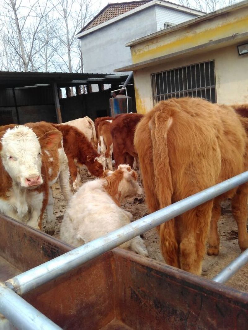 鲁西黄牛犊100~200kg