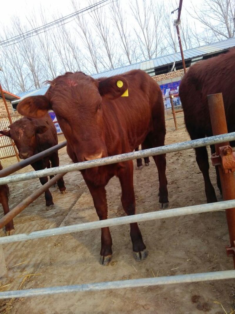 鲁西黄牛犊100~200kg
