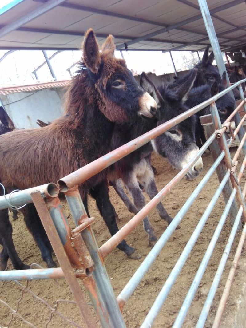 鲁西黄牛犊100~200kg