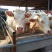夏洛莱牛犊100~200kg