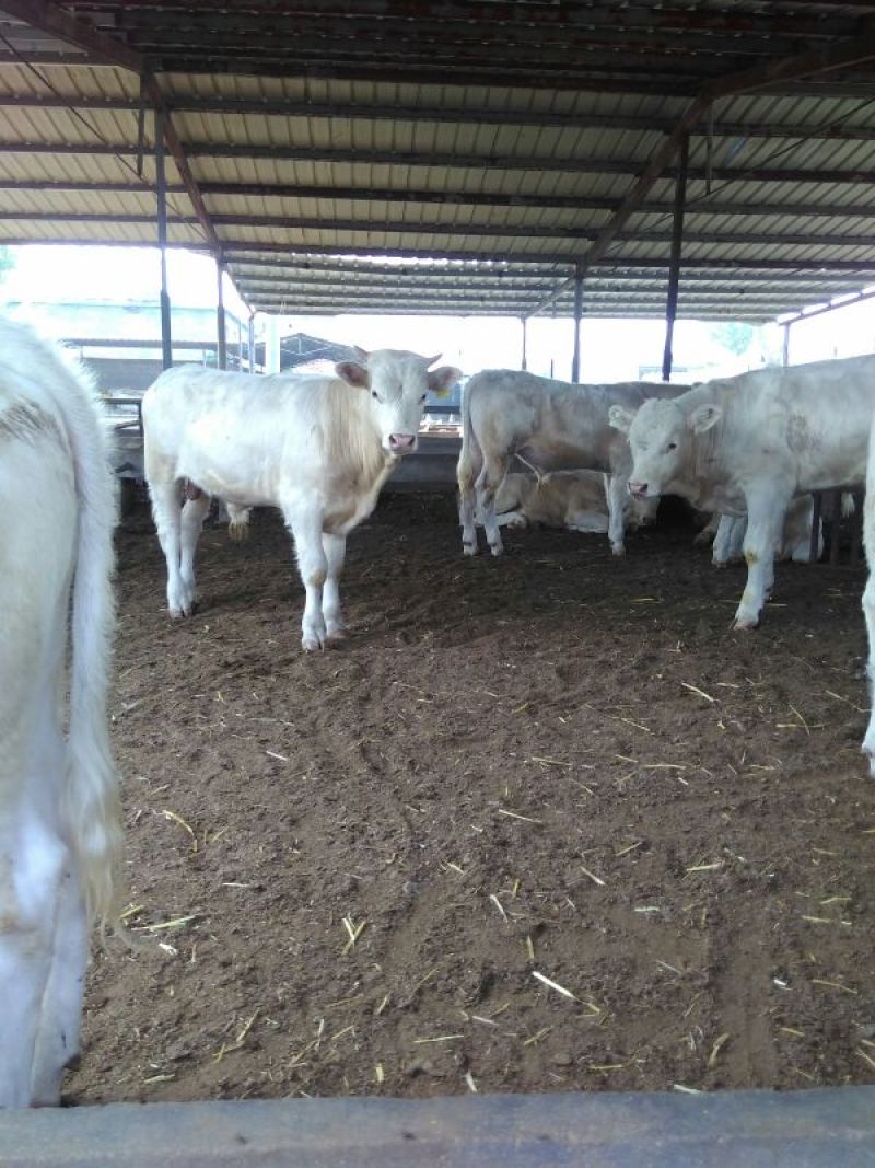 夏洛莱牛犊100~200kg