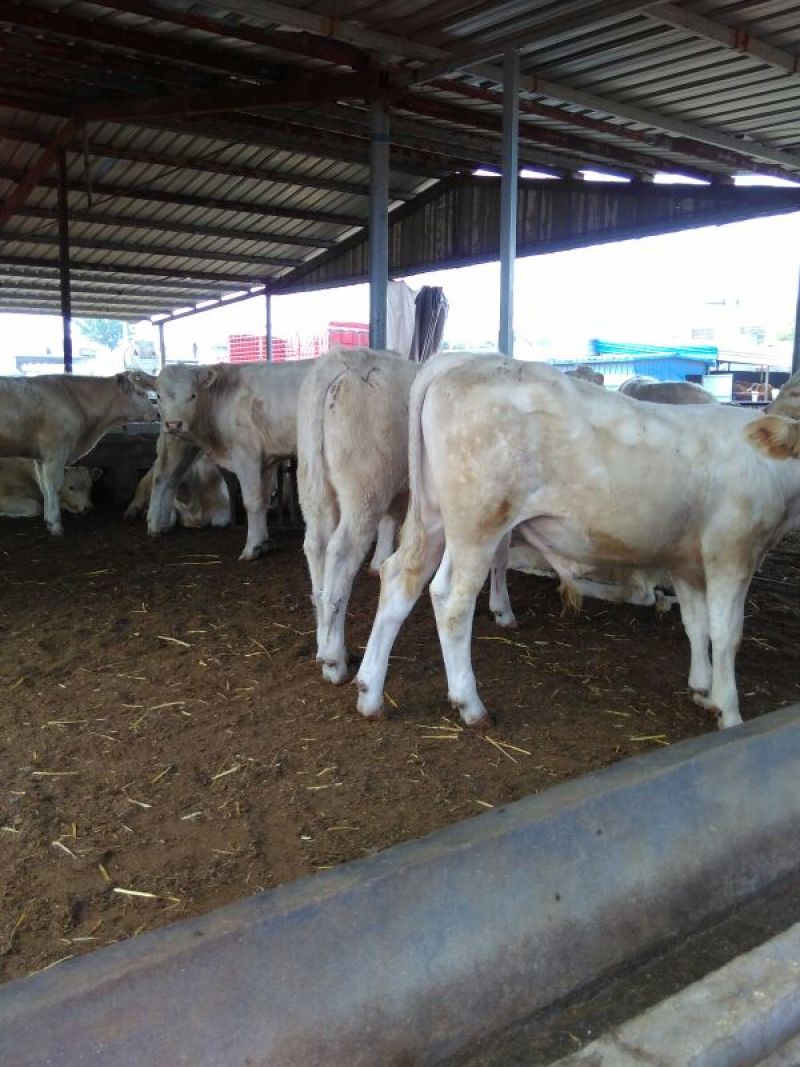 夏洛莱牛犊100~200kg