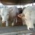 夏洛莱牛犊100~200kg