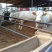 夏洛莱牛犊100~200kg