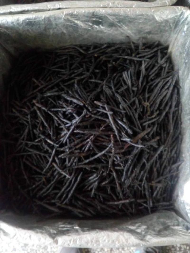 苦丁茶