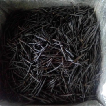 苦丁茶