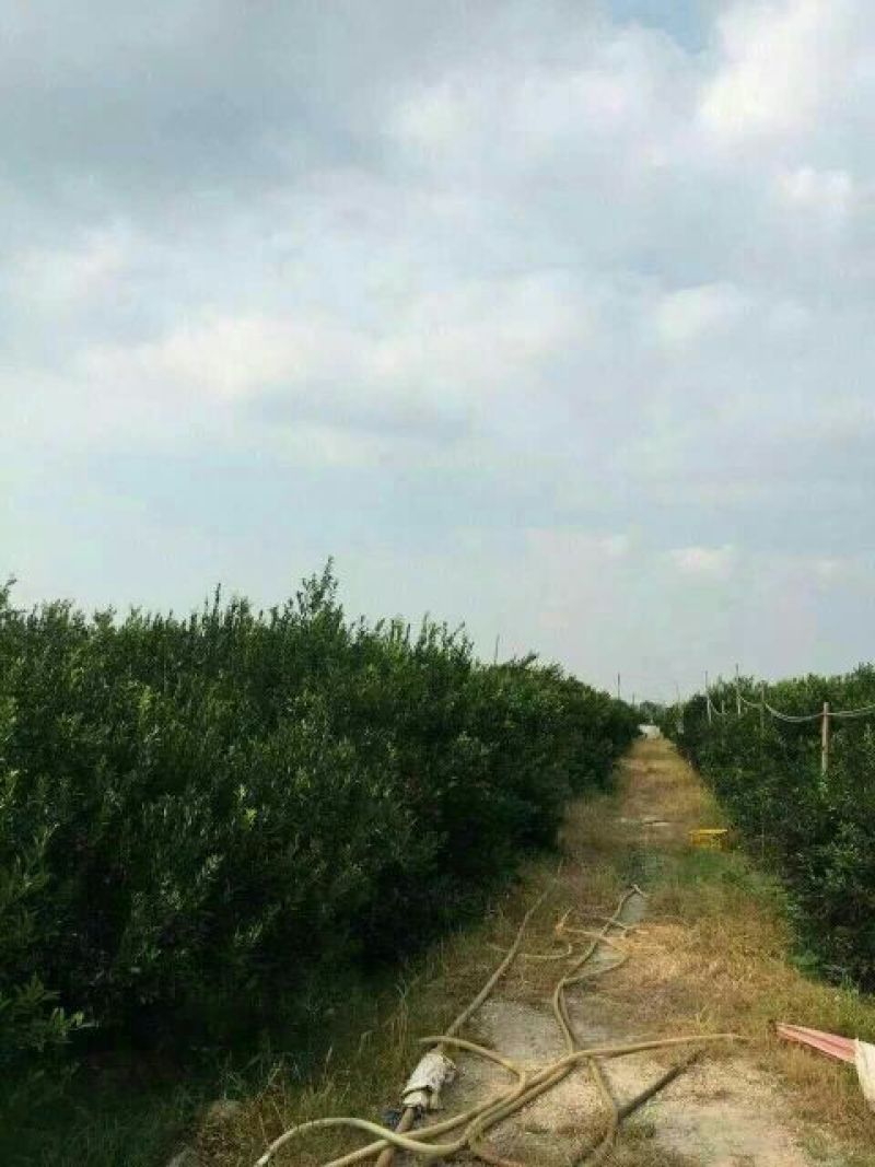 柑普茶特级