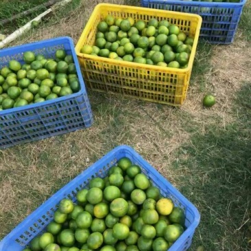 柑普茶特级