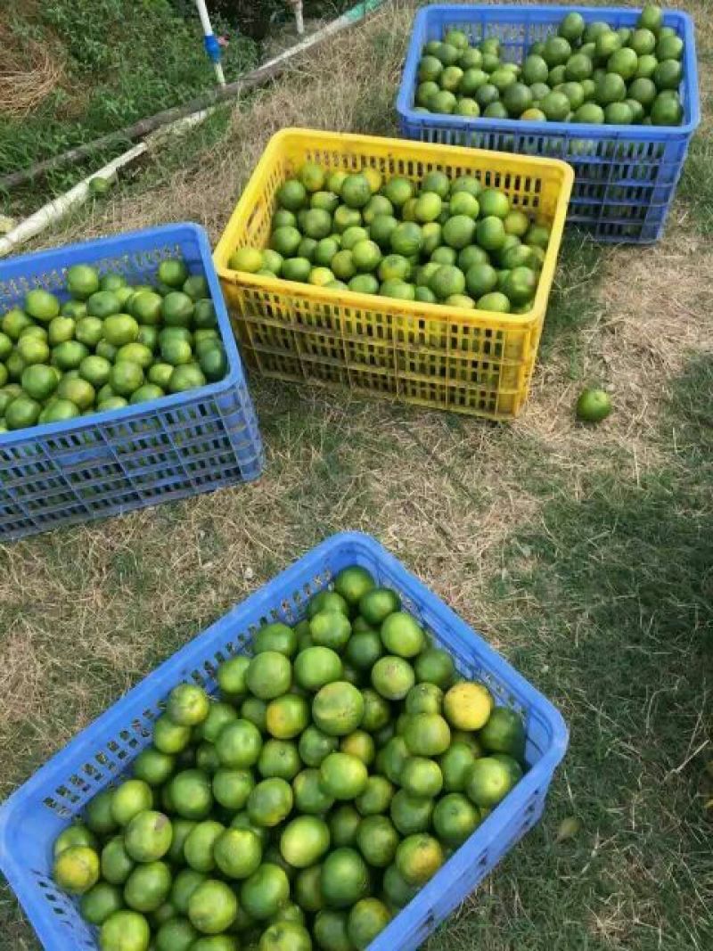 柑普茶特级