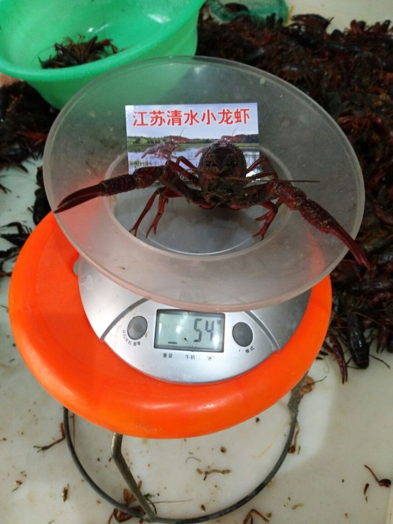 【精品红虾批发】肉紧Q弹食用10~12钱活虾稻田套养
