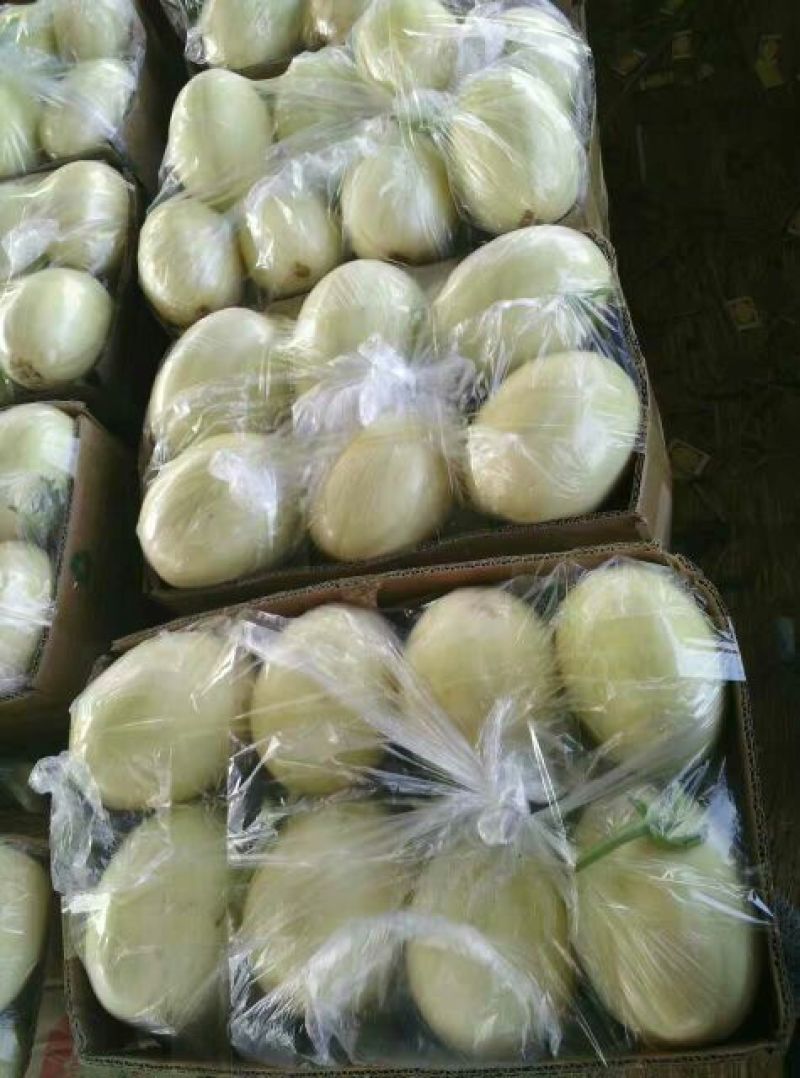 玉姑甜瓜精品2斤以上
