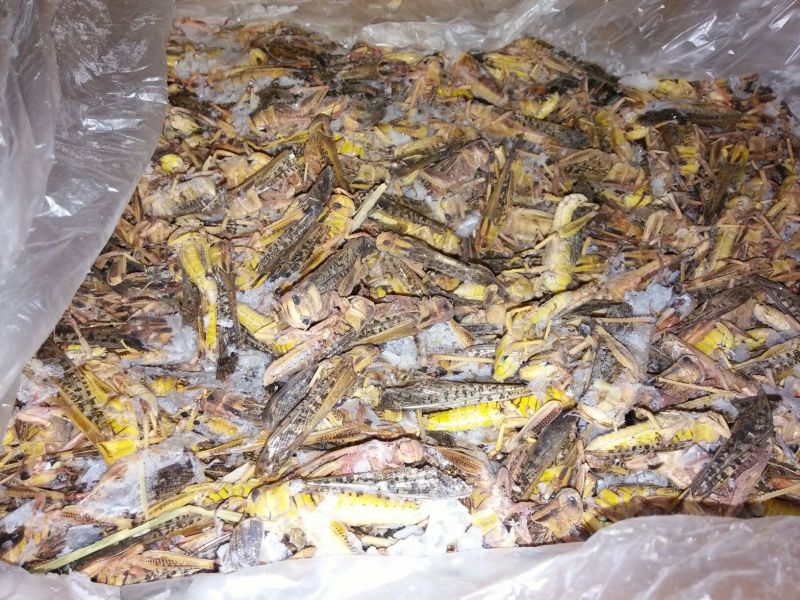 蝗虫食用