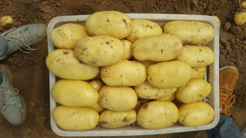 安丘21年陆地新土豆开库了