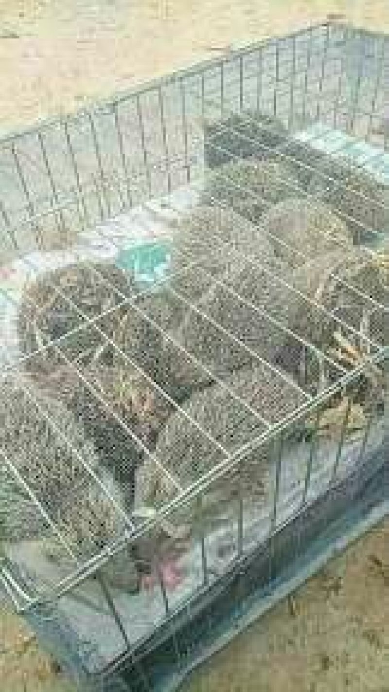 比利时兔幼苗成年，规格齐全，养殖无忧欢迎咨询