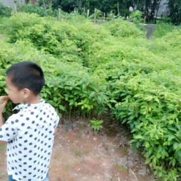 香樟2cm以下4cm以下0.5~1米