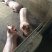 苏太母猪