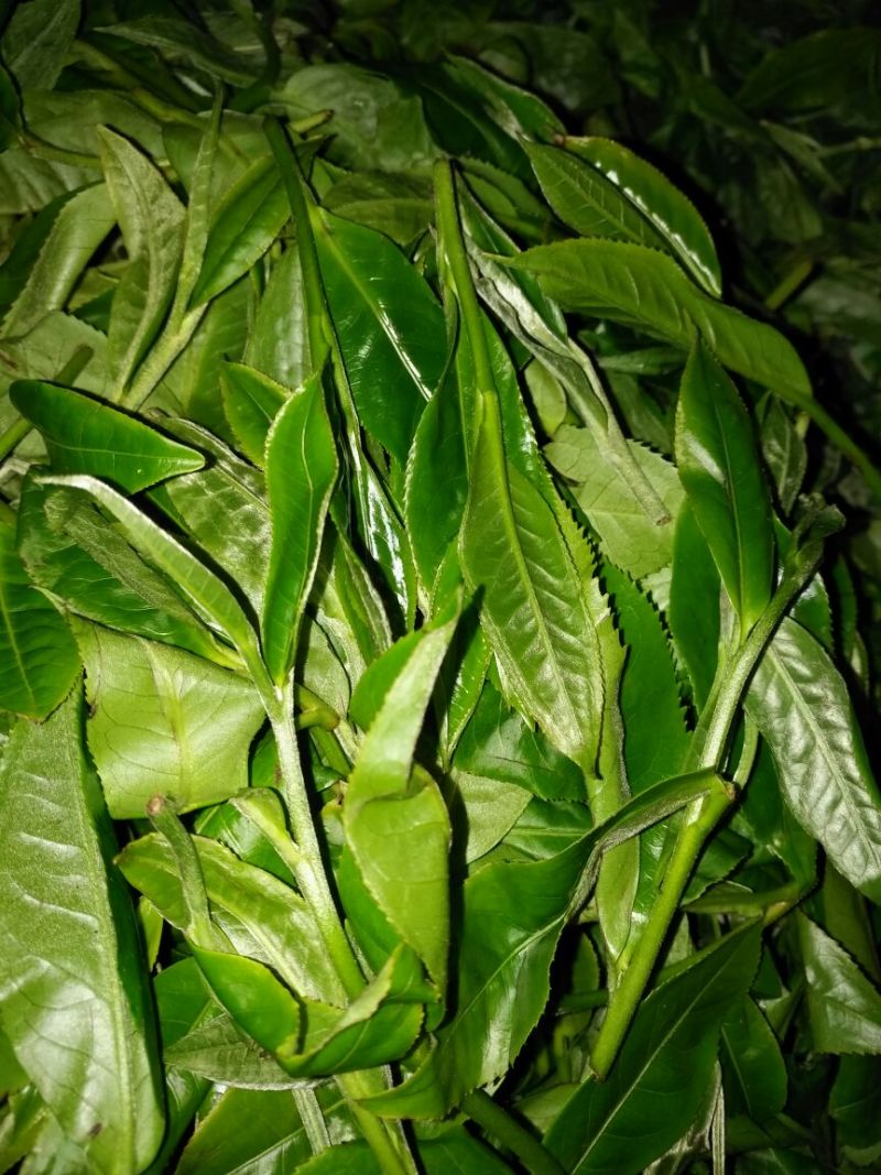 古树普洱茶大叶普洱茶