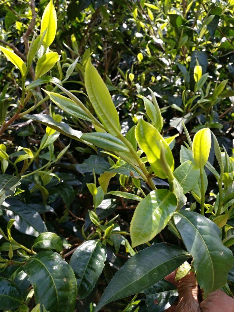 古树普洱茶大叶普洱茶