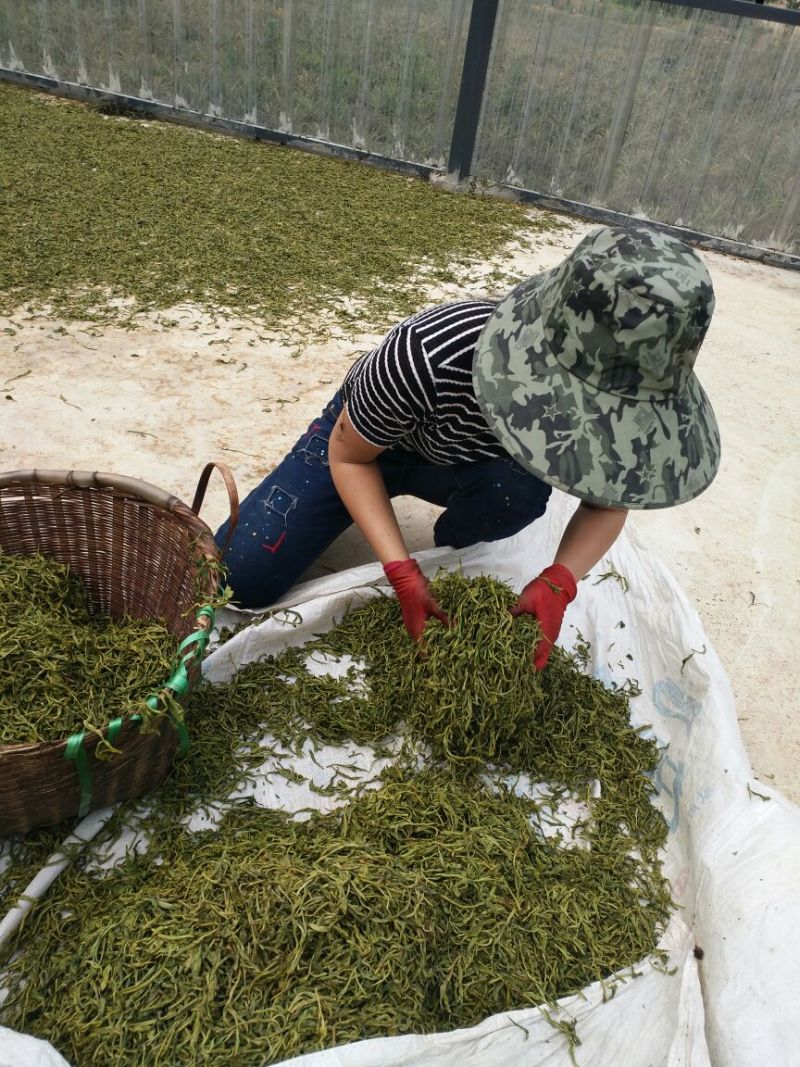 古树普洱茶大叶普洱茶