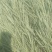 芦苇60cm以上