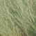芦苇60cm以上