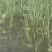 芦苇60cm以上