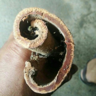 紫油桂包装统货