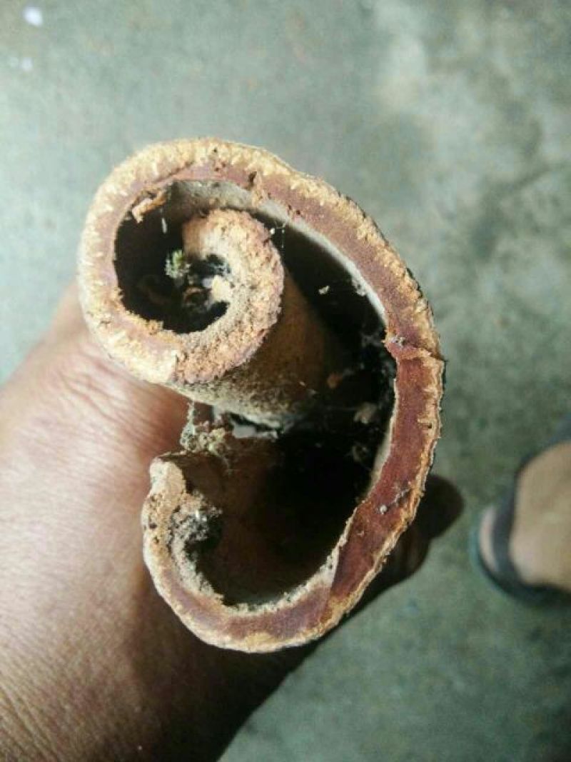 紫油桂包装统货
