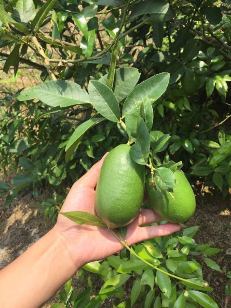 香水柠檬树苗