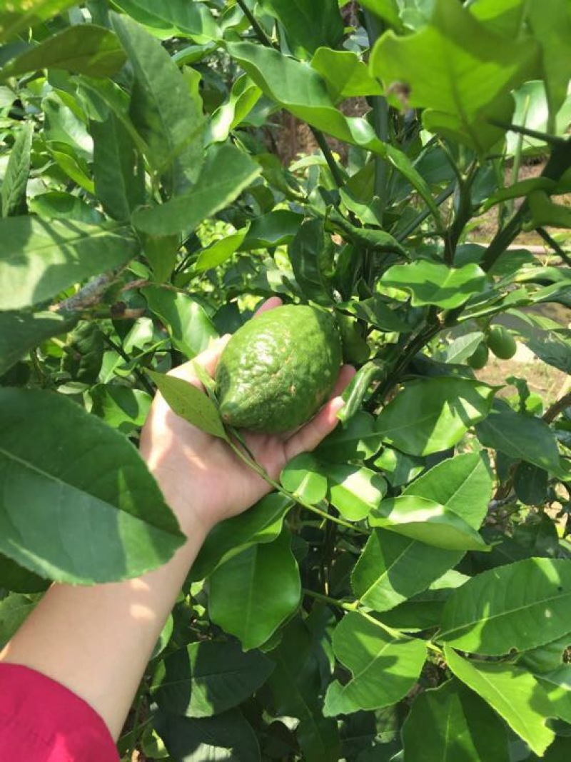 香水柠檬树苗