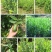 香水柠檬树苗