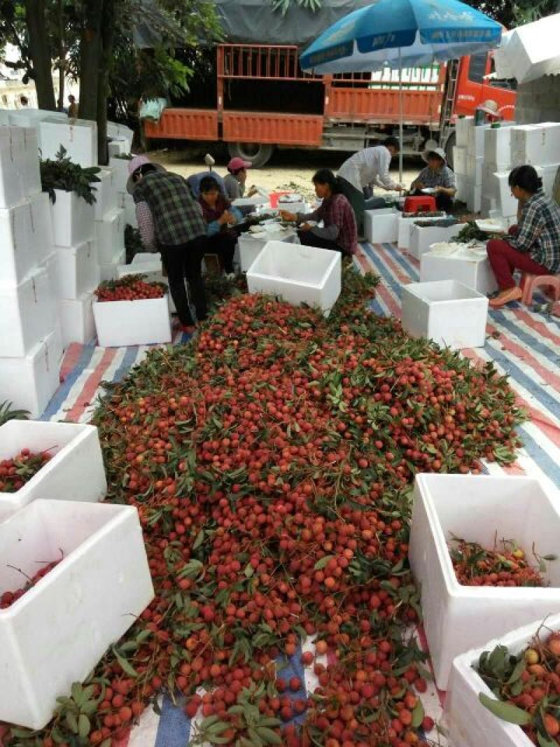 禾荔（淮枝）10万斤六月底可选收，七月上旬可大收
