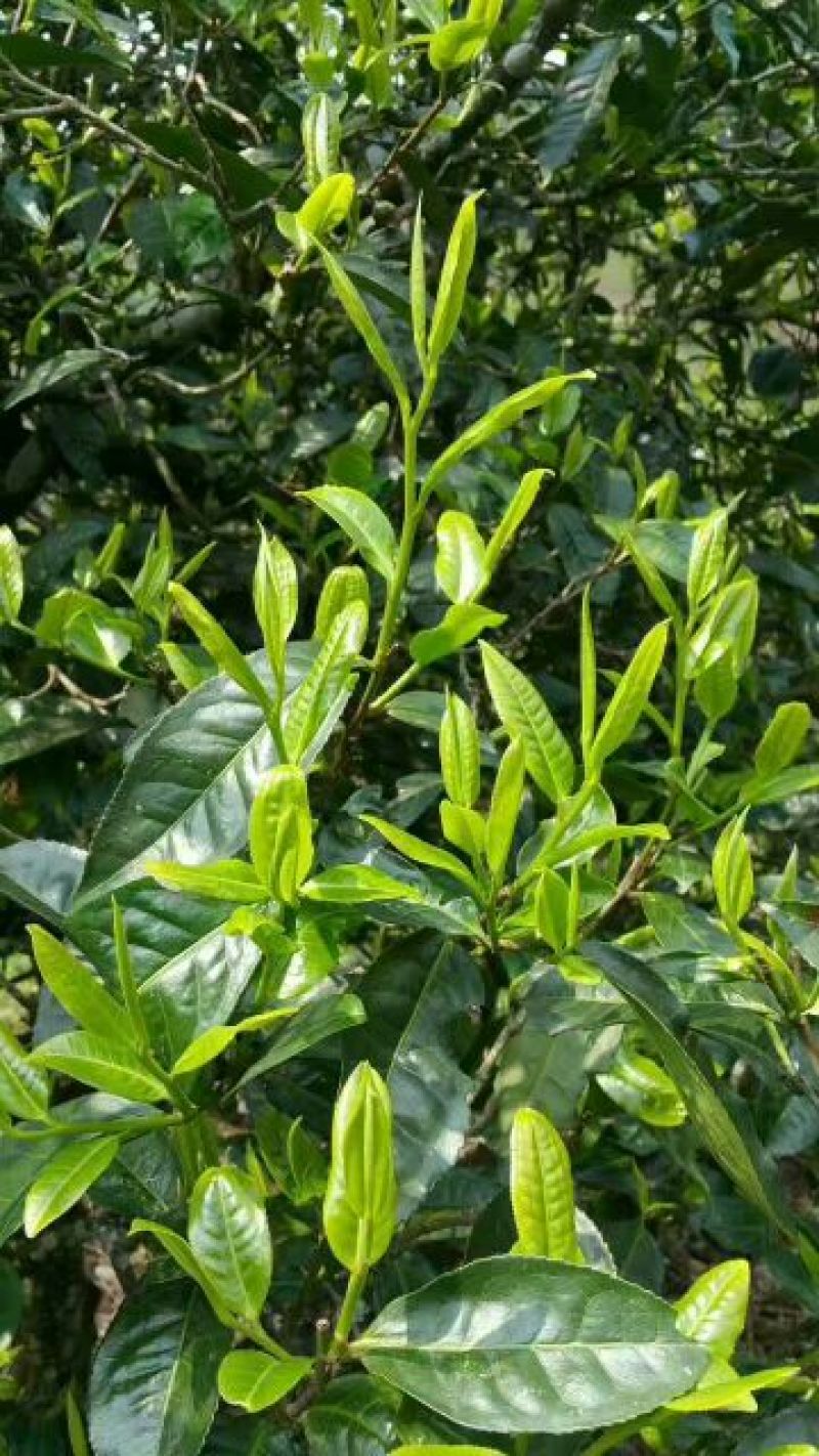 普洱茶特级
